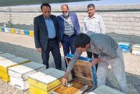 تولید ۴۰ تن عسل سالانه توسط زنبورداران ابرکوهی