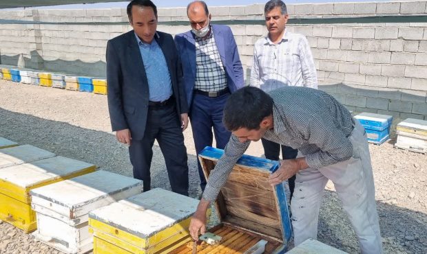 تولید ۴۰ تن عسل سالانه توسط زنبورداران ابرکوهی