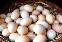 یزد پیشتاز تولید و صادرات تخم مرغ در کشور یزد پیشتاز تولید و صادرات تخم مرغ در کشور