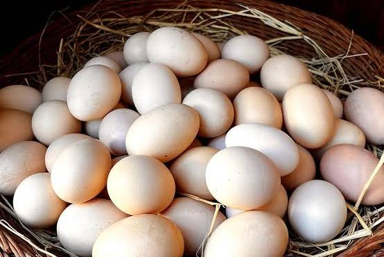 یزد پیشتاز تولید و صادرات تخم مرغ در کشور