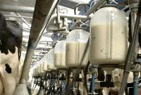 مهریز؛ قطب تولید شیر استان