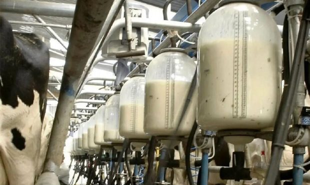 مهریز؛ قطب تولید شیر استان