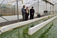 گام استراتژیک شیلات یزد؛ سرمایه‌گذاری بر پرورش جلبک اسپیرولینا